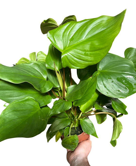 Homalomena rubescens x Maggy Image 3