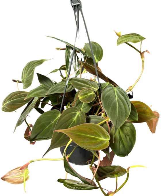 Philodendron hederaceum var. hederaceum (Micans) Image 2