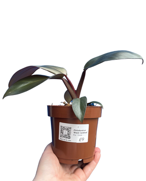 Philodendron 'Black Cardinal'