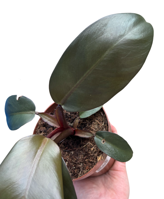 Philodendron 'Black Cardinal' Image 2