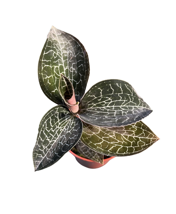 Anoectochilus formosanus Image 1