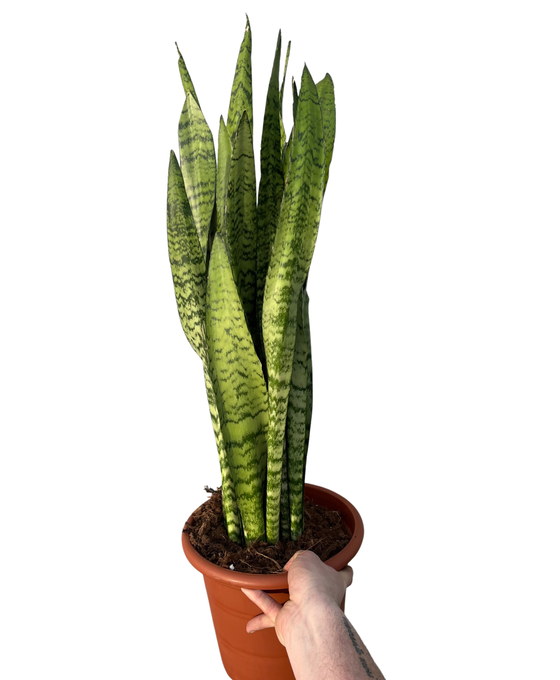Sansevieria trifasciata 'Black Coral' Image 3