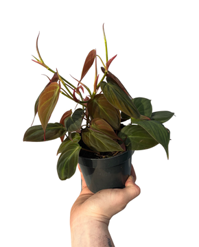 Philodendron hederaceum var. hederaceum (Micans)