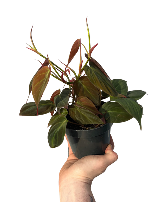 Philodendron hederaceum var. hederaceum (Micans) Image 1