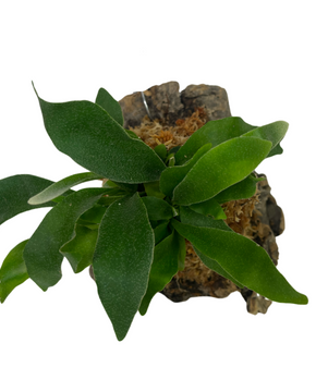 Platycerium grande