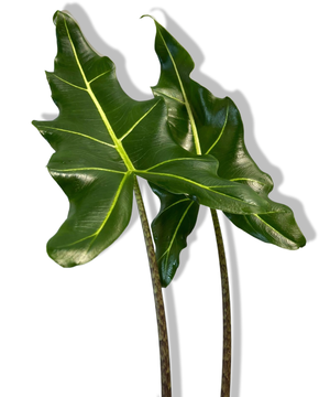Alocasia ‘Sarian’