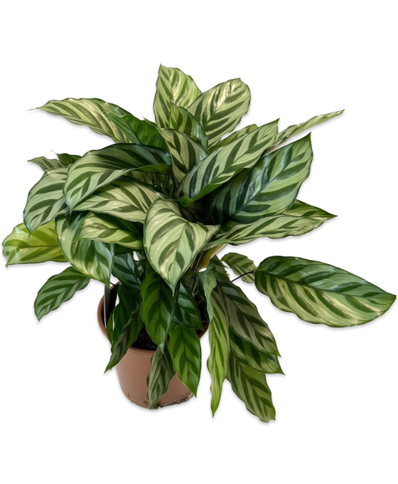 Calathea concinna 'Freddie' Image 2