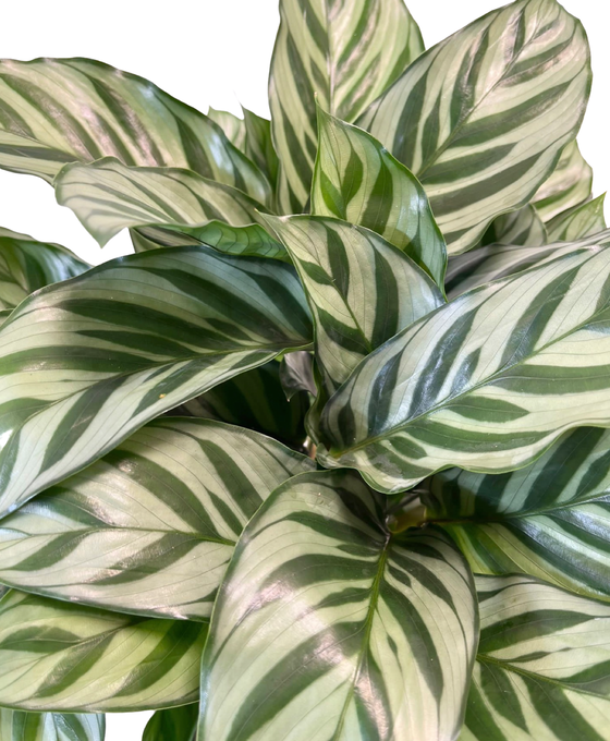 Calathea concinna 'Freddie' Image 3