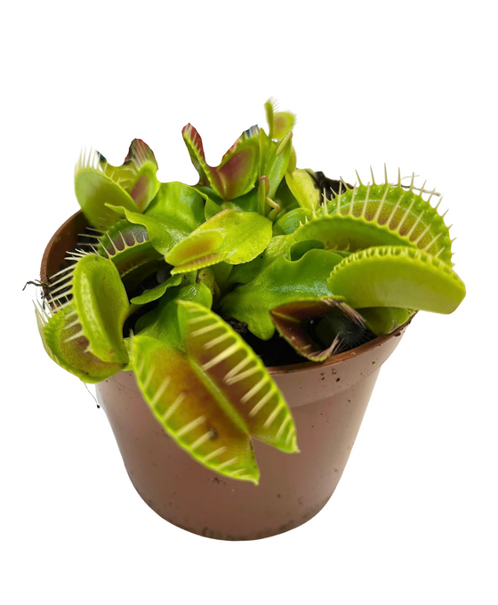 Dionaea muscipula - Venus Fly Trap Image 3