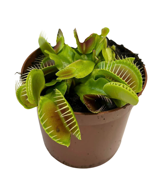 Dionaea muscipula - Venus Fly Trap Image 4