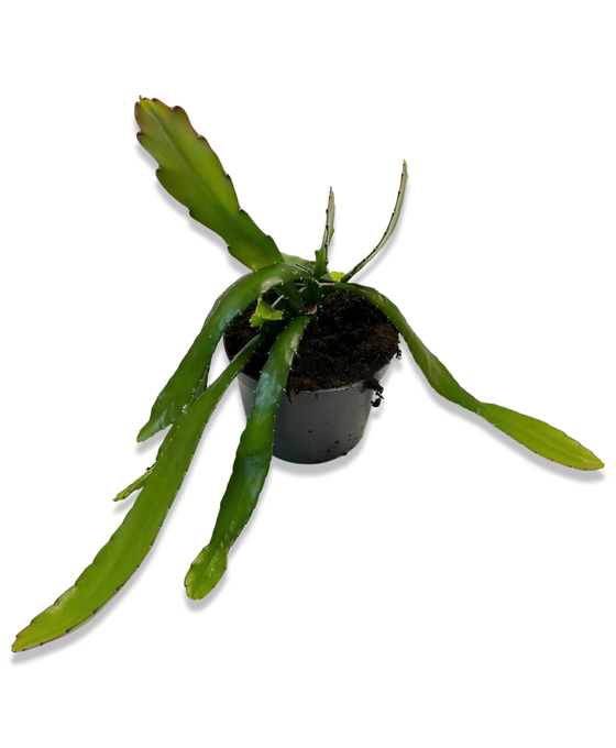 Disocactus ackermannii Image 3