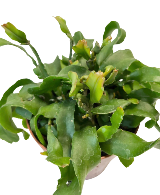 Epiphyllum hookeri subsp. guatemalense Image 3