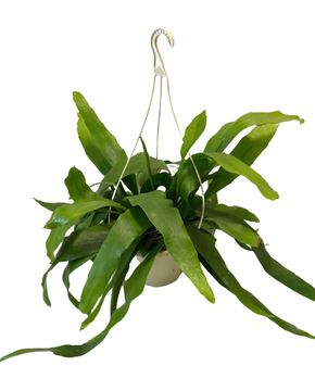 Epiphyllum pumilum