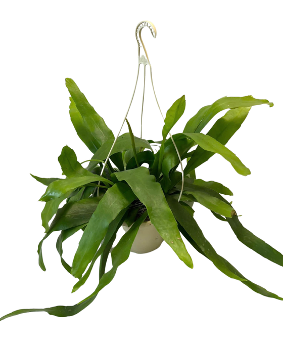 Epiphyllum pumilum Image 1