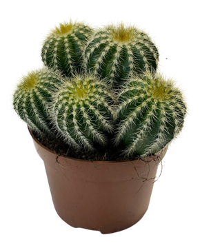 Parodia warasii