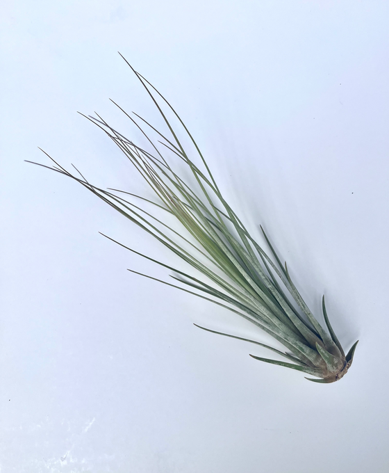 Tillandsia juncea Image 1