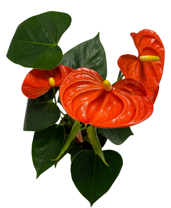 Anthurium andraeanum 'Royal Orange Champion' Image 2