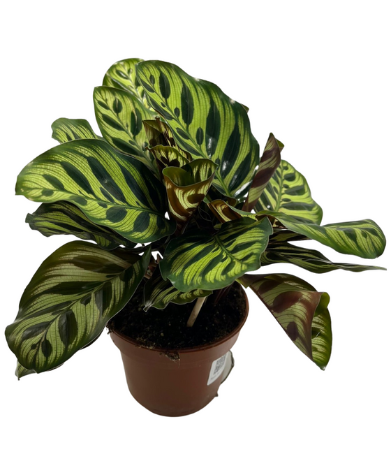Calathea makoyana Image 2