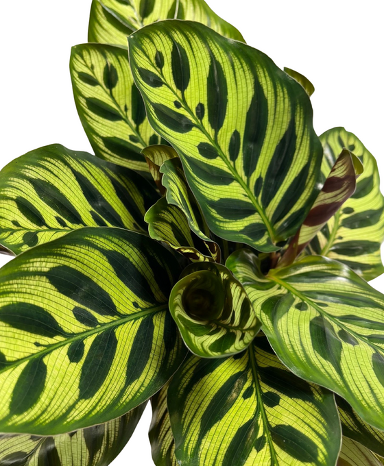 Calathea makoyana Image 3