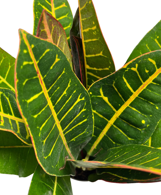 Codiaeum variegatum var. ‘Petra’ Image 2