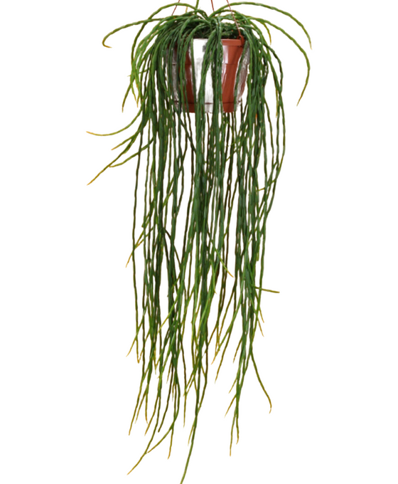 Rhipsalis paradoxa 'Minor' Image 1