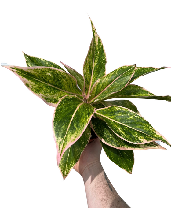 Aglaonema 'Pink Lipstick' Image 2