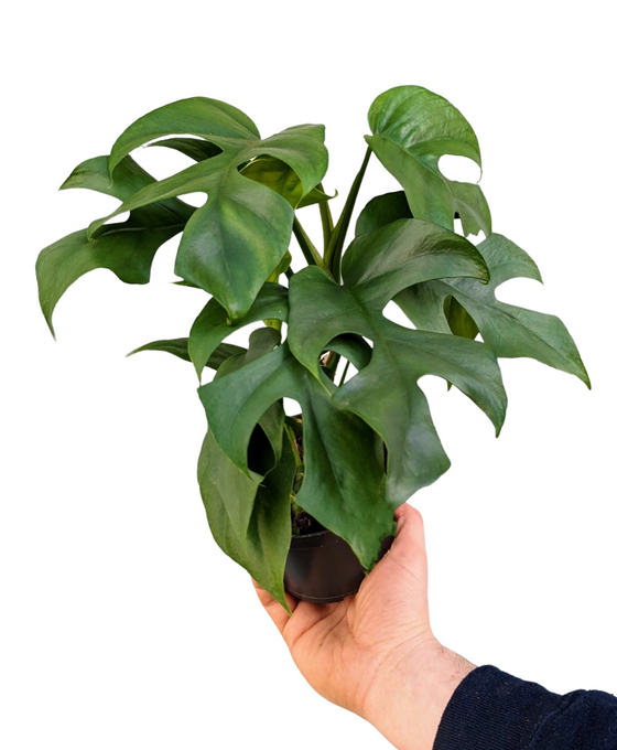 Rhaphidophora tetrasperma Image 3