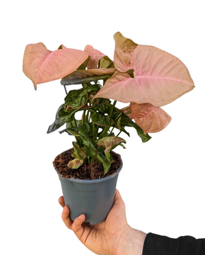 Syngonium podophyllum 'Red Heart'