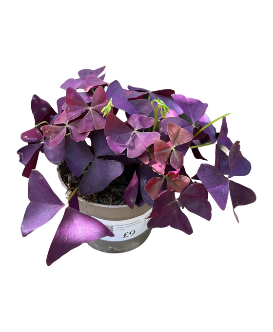 Oxalis triangularis subsp. papilionacea Image 1