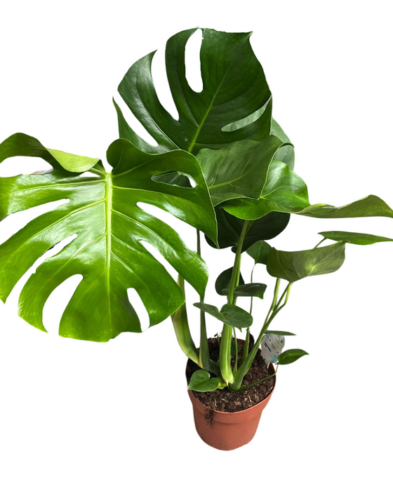 Monstera deliciosa Image 3