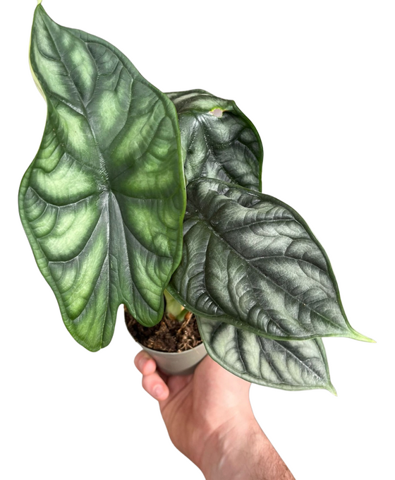 Alocasia baginda 'Dragon Scale' Image 2