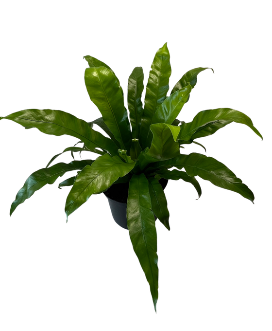Asplenium antiquum 'Osaka' Image 2
