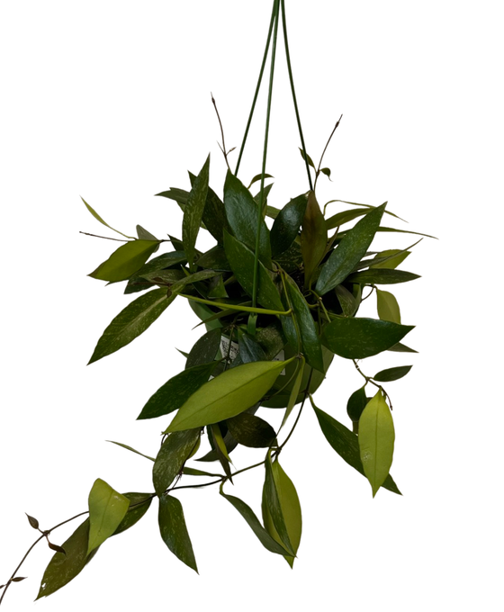 Hoya gracilis Image 2