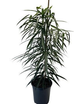 Ficus maclellandii ‘Amstel King’
