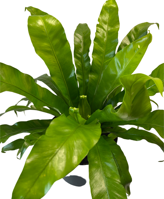 Asplenium antiquum 'Osaka' Image 3