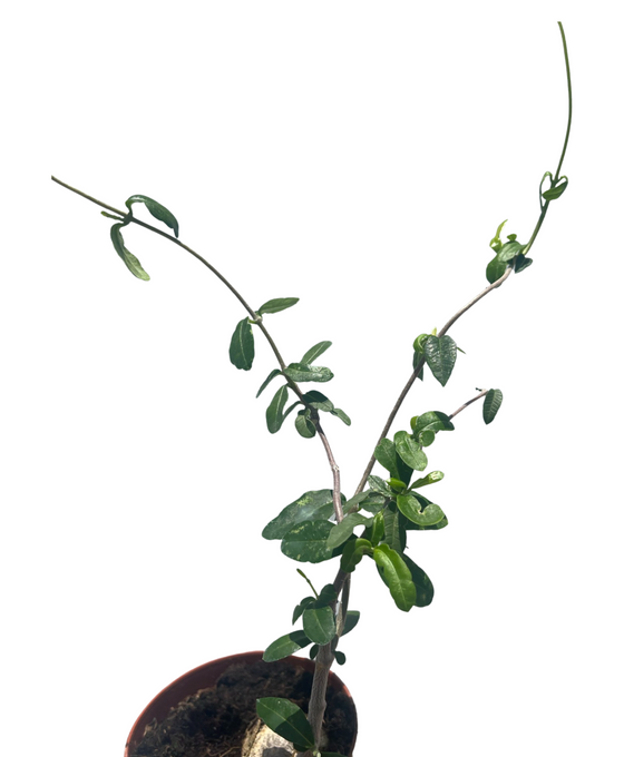 Fockea edulis Image 2