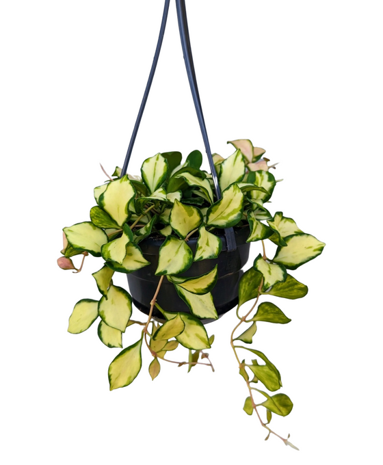 Hoya heuschkeliana 'Variegata' Image 2