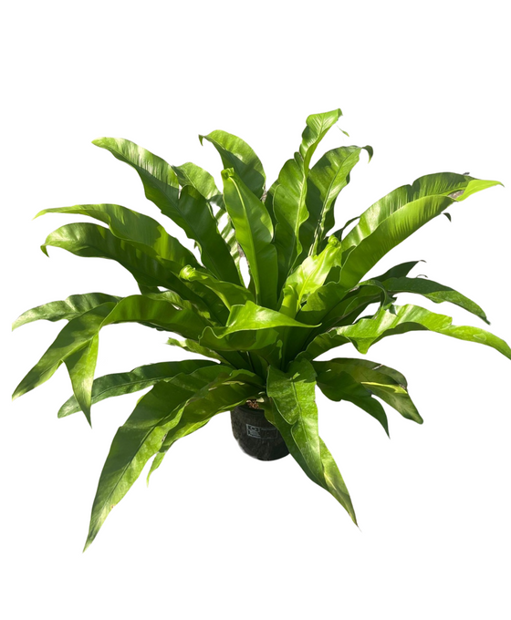 Asplenium antiquum Image 3