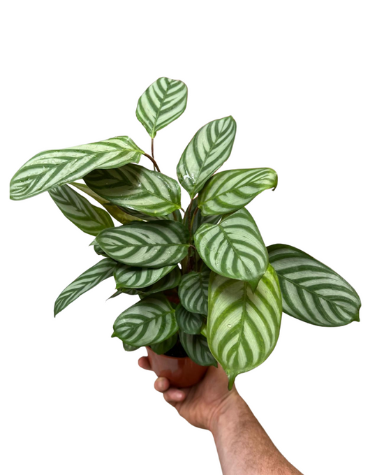 Ctenanthe setosa 'Compact Star' Image 3