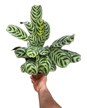 Ctenanthe burle-marxi
