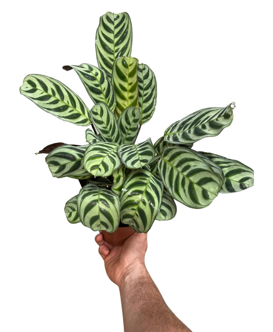 Ctenanthe burle-marxi Image 1