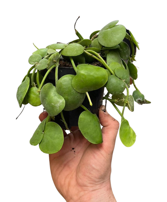 Dischidia platyphylla Image 3
