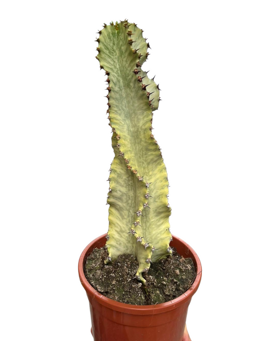 Euphorbia ingens 'Variegata' Image 3