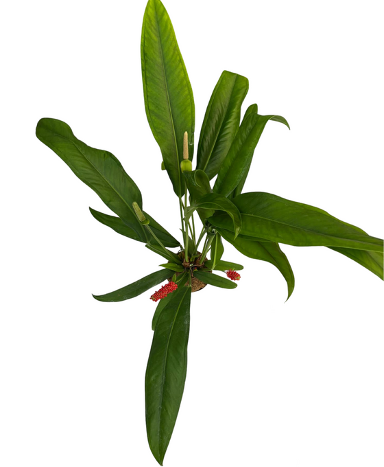 Anthurium bakeri Image 2