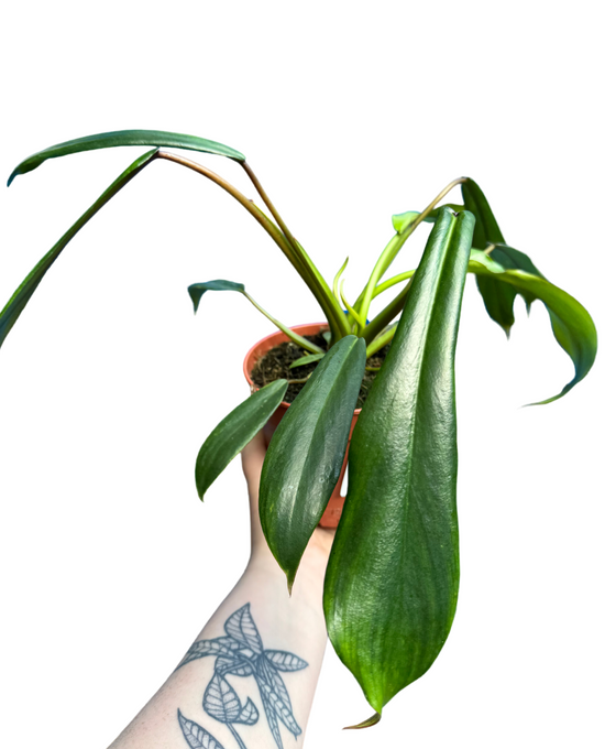 Philodendron x joepii Image 2
