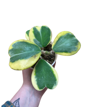 Hoya kerrii 'Variegata'