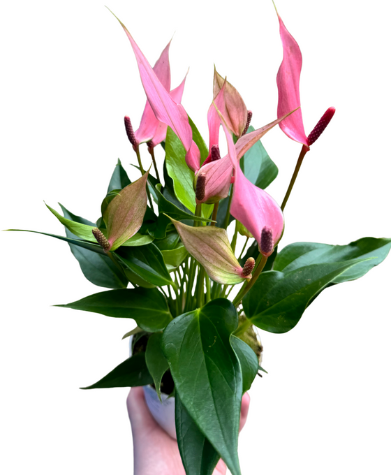 Anthurium andraeanum 'Lilli' Image 2