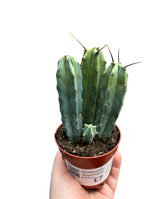 Myrtillocactus geometrizans Image 1