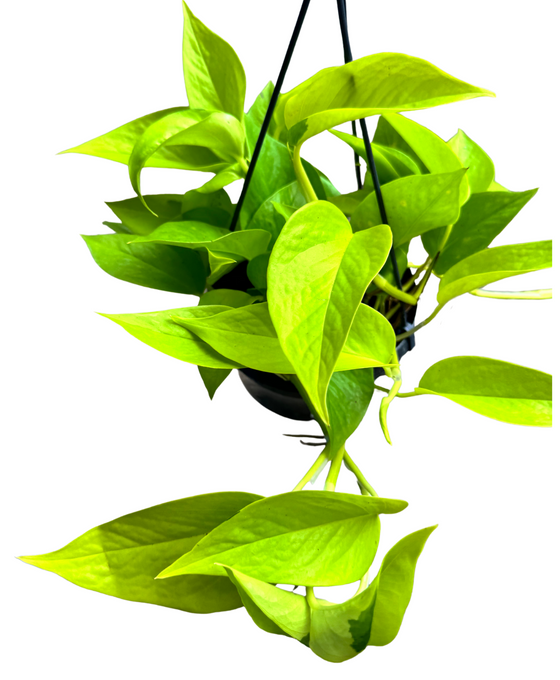 Epipremnum aureum 'Neon' - Neon Pothos Image 2