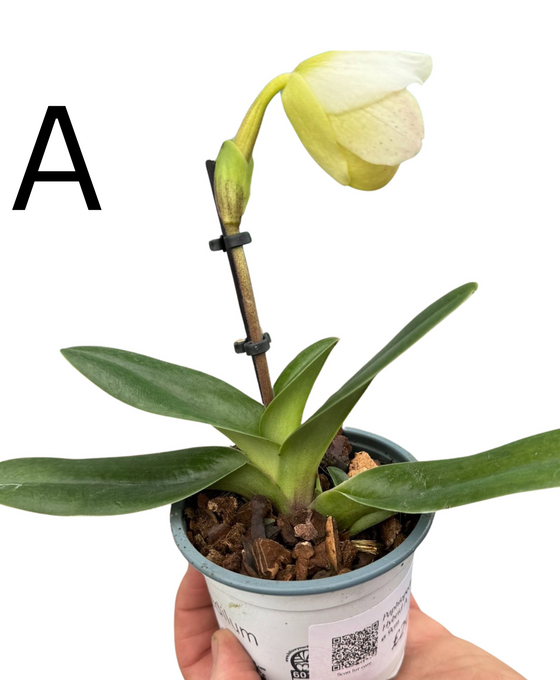 Paphiopedilum Hybrid Image 1